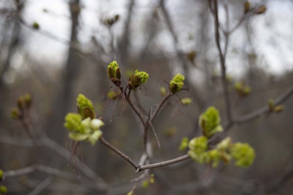 Иммунолог Болибок рассказал, как аллергикам спастись от весенней пыльцы